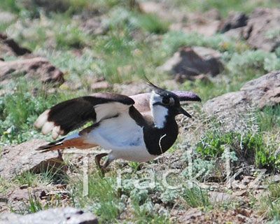 Чибис, или Пигалица - Northern Lapwing - Vanellus vanellus